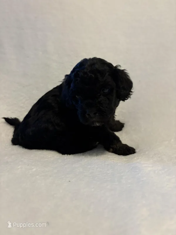 Red Collar Boy – Cockapoo, Yorkipoo puppy for sale in Fort Riley, KS
