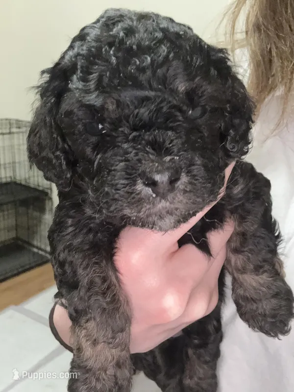 Red Collar Boy – Cockapoo, Yorkipoo puppy for sale in Fort Riley, KS