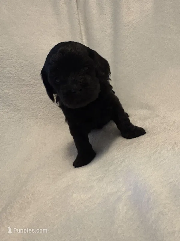 White Collar Girl – Cockapoo, Yorkipoo puppy for sale in Fort Riley, KS