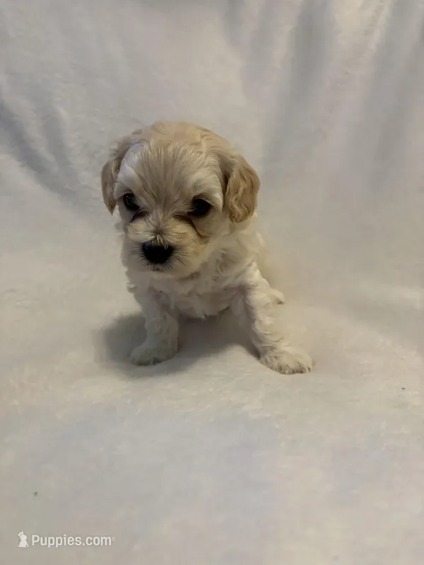 Riley  – Cockapoo, Yorkipoo puppy for sale in Fort Riley, KS