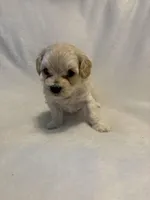 Riley , a female Cockapoo and Yorkipoo for sale in Fort Riley, KS – Photo 1 of 4