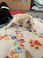 Riley , a female Cockapoo and Yorkipoo for sale in Fort Riley, KS – Photo 2 of 4