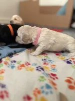 Riley , a female Cockapoo and Yorkipoo for sale in Fort Riley, KS – Photo 3 of 4