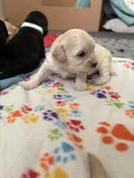 Riley , a female Cockapoo and Yorkipoo for sale in Fort Riley, KS – Photo 4 of 4