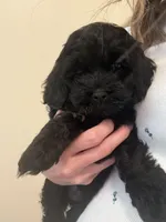 Black Female, a female Cockapoo and Yorkipoo for sale in Fort Riley, KS – Photo 1 of 4