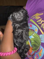 Black Female, a female Cockapoo and Yorkipoo for sale in Fort Riley, KS – Photo 3 of 4