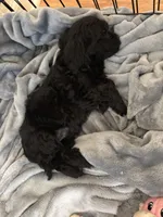 Black Female, a female Cockapoo and Yorkipoo for sale in Fort Riley, KS – Photo 4 of 4