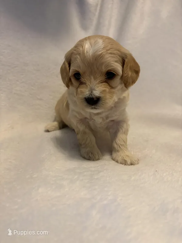 Purple Collar Girl – Cockapoo, Yorkipoo puppy for sale in Fort Riley, KS