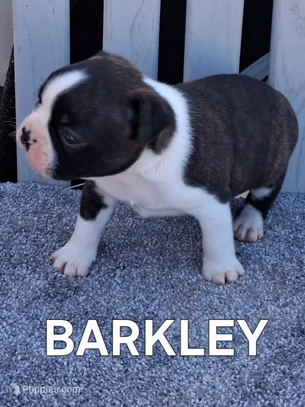 BARKLEY – Boston Terrier puppy for sale in Morrowville, KS