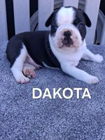 DAKOTA, a male Boston Terrier for sale in Morrowville, KS – 3 of 3
