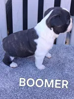 BOOMER, a male Boston Terrier for sale in Morrowville, KS – 3 of 3
