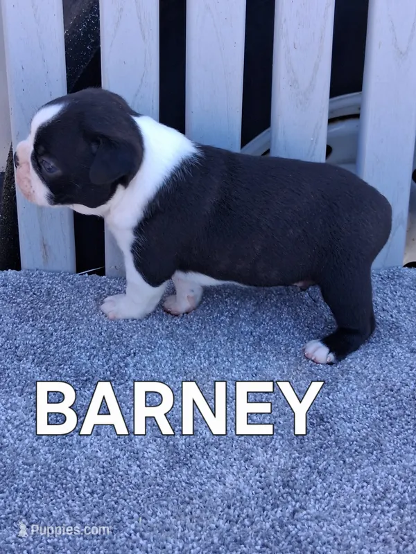 BARNEY – Boston Terrier puppy for sale in Morrowville, KS