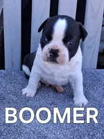 BOOMER, a male Boston Terrier for sale in Morrowville, KS – 2 of 3
