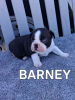BARNEY, a male Boston Terrier for sale in Morrowville, KS – 3 of 3