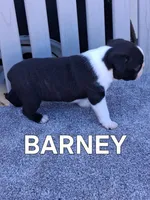 BARNEY, a male Boston Terrier for sale in Morrowville, KS – 2 of 3