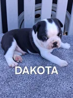 DAKOTA, a male Boston Terrier for sale in Morrowville, KS – 2 of 3