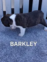 BARKLEY, a male Boston Terrier for sale in Morrowville, KS – 2 of 2