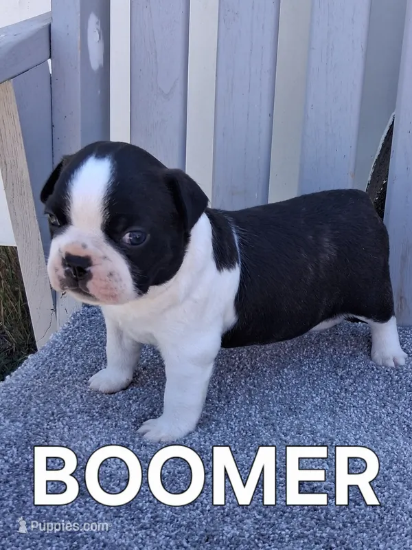 BOOMER – Boston Terrier puppy for sale in Morrowville, KS