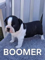 BOOMER, a male Boston Terrier for sale in Morrowville, KS – 1 of 3