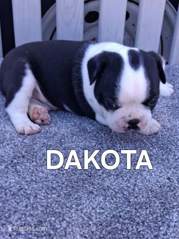 DAKOTA – Boston Terrier puppy for sale in Morrowville, KS