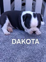 DAKOTA, a male Boston Terrier for sale in Morrowville, KS – 1 of 3