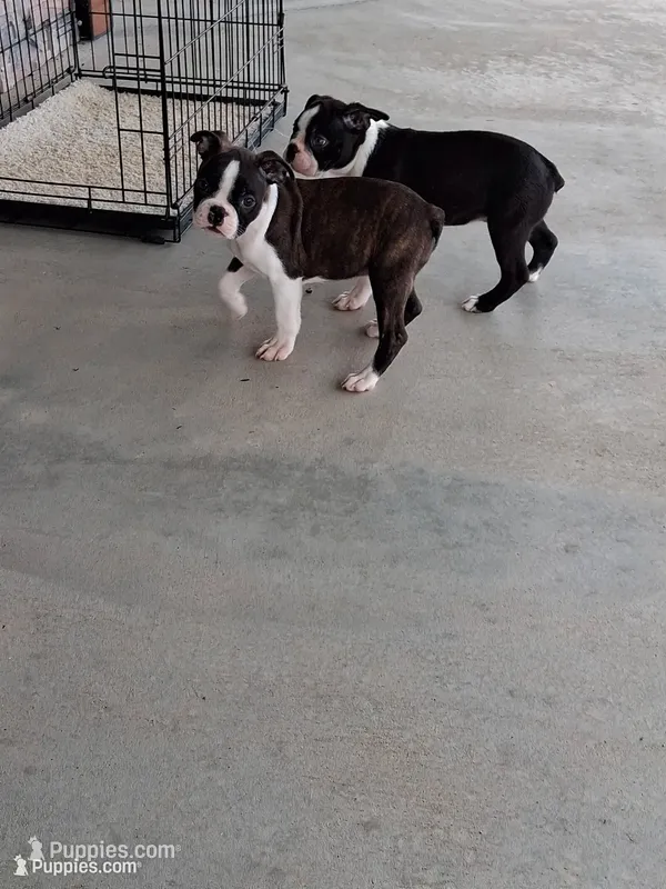 BARKLEY – Boston Terrier puppy for sale in Morrowville, KS