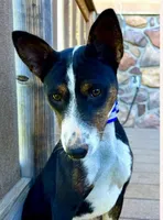 Trindle Stud Full AKC, a male Basenji for sale in Birdseye, UT – 2 of 6