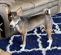 Baldr, Mahogany Stud AKC, a male Basenji for sale in Birdseye, UT – 6 of 6