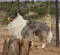 Blue Merle Stud Full AKC, a male Shetland Sheepdog for sale in Birdseye, UT – 3 of 10