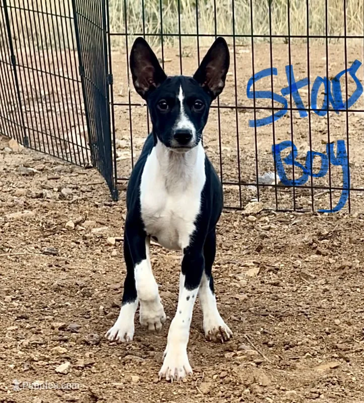 Stars, Full AKC – Basenji puppy for sale in Birdseye, UT