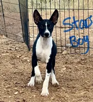 Stars, Full AKC, a male Basenji for sale in Birdseye, UT – 1 of 1