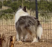 Blue Merle Stud Full AKC, a male Shetland Sheepdog for sale in Birdseye, UT – 4 of 10
