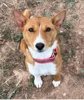 Bonsai, Pregnant AKC, a female Basenji for sale in Birdseye, UT – 4 of 7