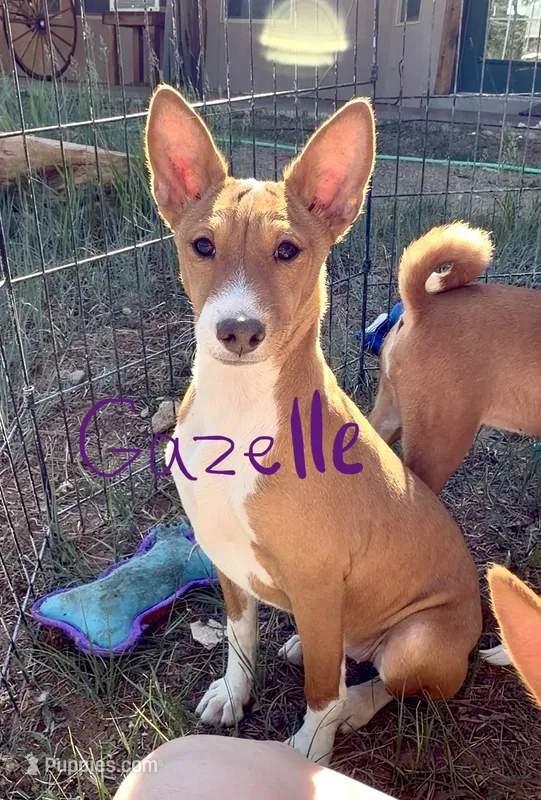 Gazelle Full AKC, Health Tested – Basenji puppy for sale in Birdseye, UT
