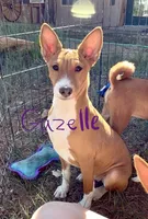 Gazelle Full AKC, Health Tested, a female Basenji for sale in Birdseye, UT – 1 of 1