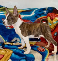 Full AKC Christmas Brindle!, a male Basenji for sale in Birdseye, UT – Photo 3 of 7