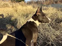 Full AKC Christmas Brindle!, a male Basenji for sale in Birdseye, UT – Photo 6 of 7