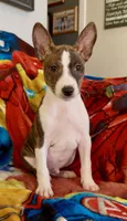 Full AKC Christmas Brindle!, a male Basenji for sale in Birdseye, UT – Photo 2 of 7