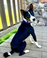 Full AKC Christmas Brindle!, a male Basenji for sale in Birdseye, UT – Photo 5 of 7