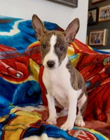Full AKC Christmas Brindle!, a male Basenji for sale in Birdseye, UT – Photo 1 of 7