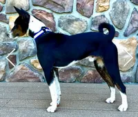 Trindle Stud Full AKC, a male Basenji for sale in Birdseye, UT – 3 of 6