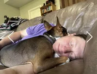 Baldr, Mahogany Stud AKC, a male Basenji for sale in Birdseye, UT – 3 of 6