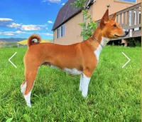 Breeze, AKC Possibly Pregnant, a female Basenji for sale in Birdseye, UT – 8 of 8