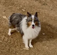 Blue Merle Stud Full AKC, a male Shetland Sheepdog for sale in Birdseye, UT – 8 of 10