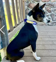 Trindle Stud Full AKC, a male Basenji for sale in Birdseye, UT – 5 of 6