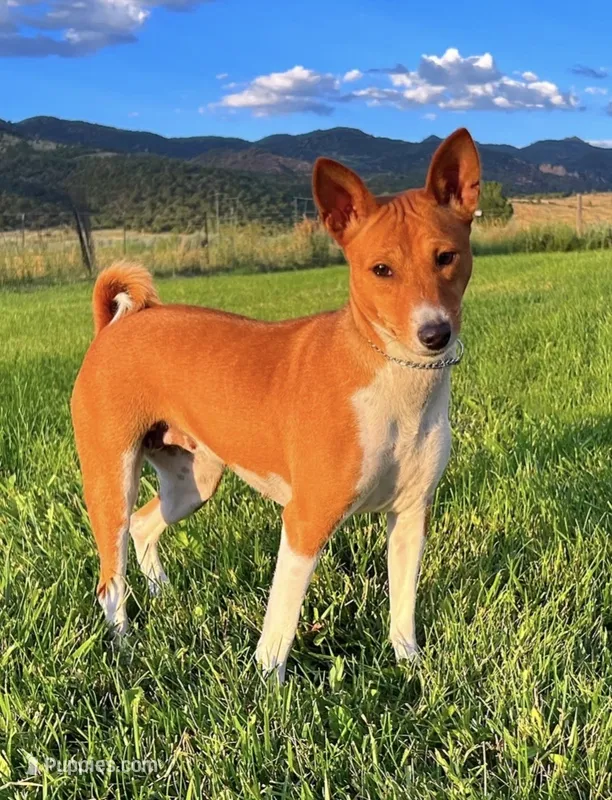 Breeze, AKC Possibly Pregnant – Basenji puppy for sale in Birdseye, UT