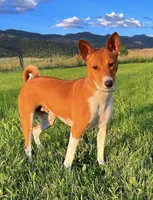 Breeze, AKC Possibly Pregnant, a female Basenji for sale in Birdseye, UT – 1 of 8