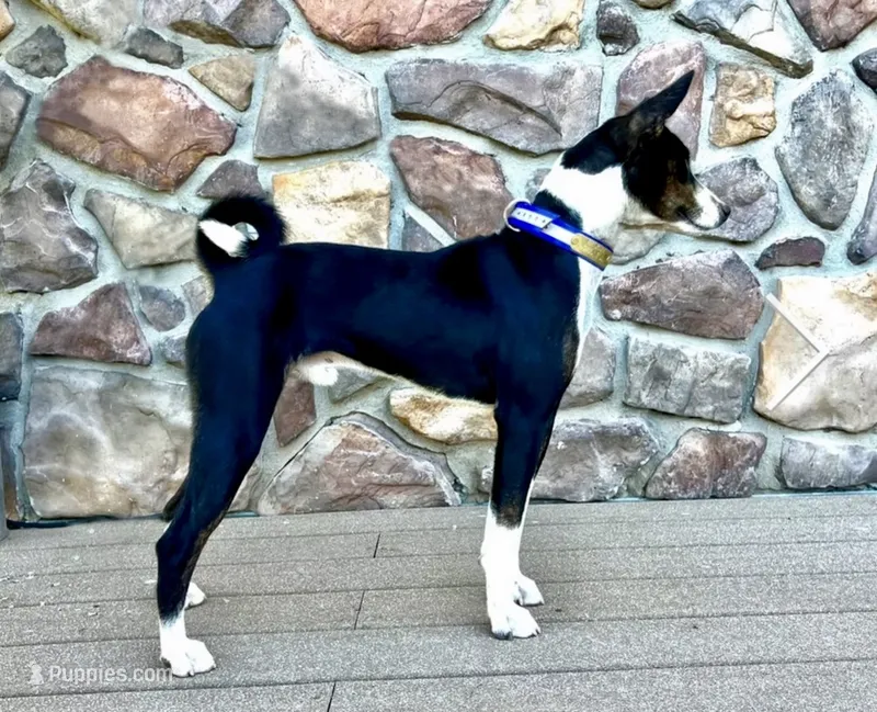 Trindle Stud Full AKC – Basenji puppy for sale in Birdseye, UT
