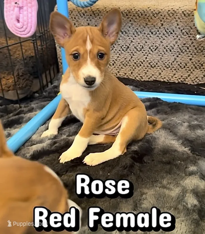 Rose, Full AKC – Basenji puppy for sale in Birdseye, UT