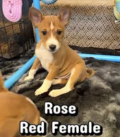 Rose, Full AKC, a female Basenji for sale in Birdseye, UT – 1 of 1